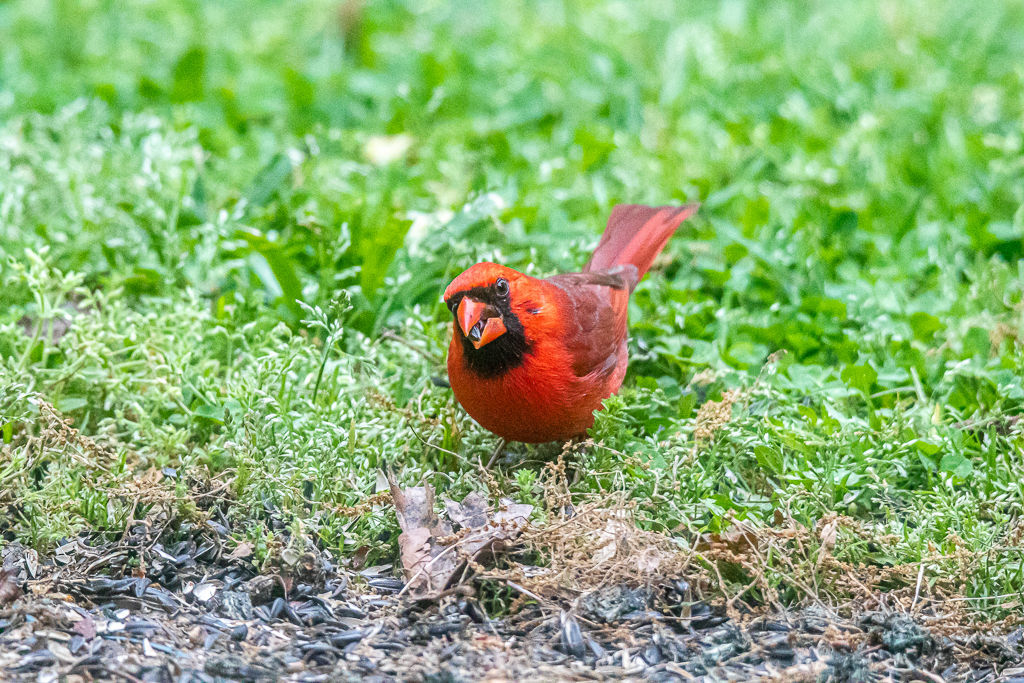Backyard Birds NH-2240.jpg